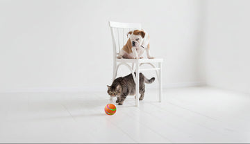 Smart Self-Rotating Pet Ball Toy – Automatic Interactive Ball for Cats & Dogs