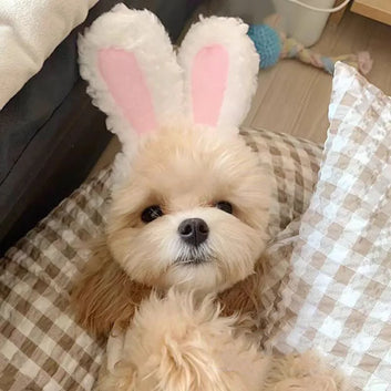 Cute Bear & Rabbit Hooded Pet Costume – Adorable Outfit for Cats & Dogs